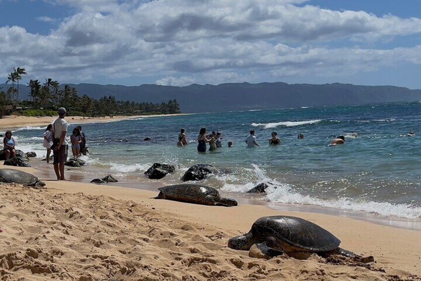 North Shore Turtle Beach