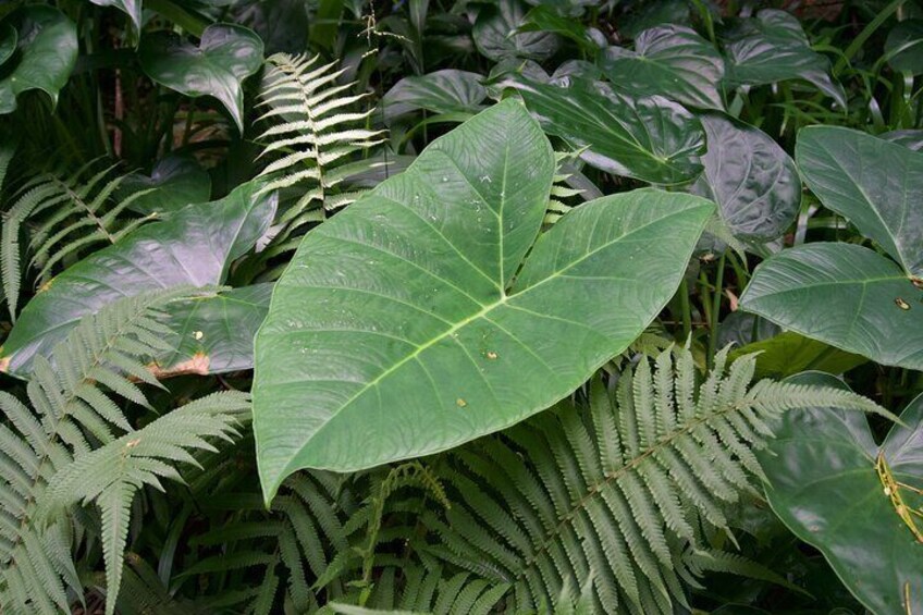 Private Tour North Shore Oahu Waimea Valley Waterfall/ group 1-6p