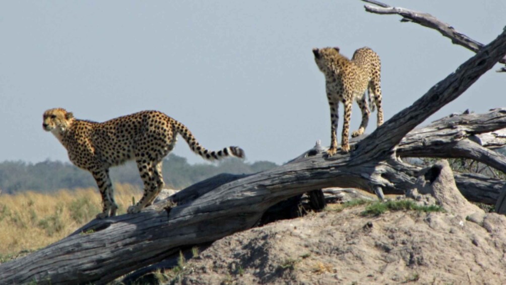 Picture 1 for Activity Meerkats & Stargazing 4 Nights 5 Days at Makgadikgadi Pans