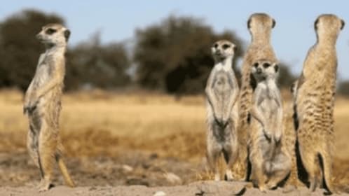 Meerkats & Stargazing 3 Nights 4 Days at Nxai & Makgadikgadi