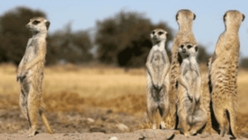 Meerkats & Stargazing 4 Nights 5 Days at Makgadikgadi Pans