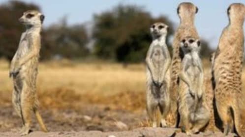 Meerkats & Stargazing 4 Nights 5 Days at Makgadikgadi Pans