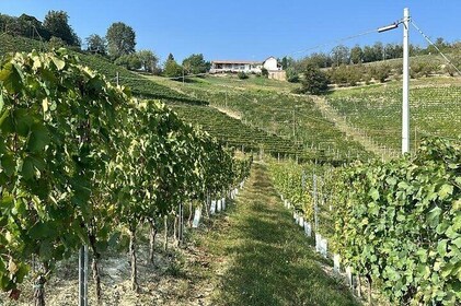 Wine Tour and tasting in the Monferrato - Premium