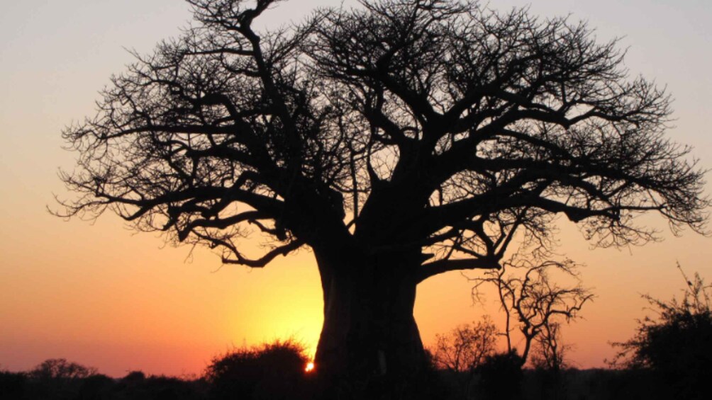 Home of baobab 5 night 6 days