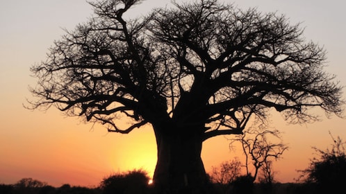 Home of baobab 5 night 6 days