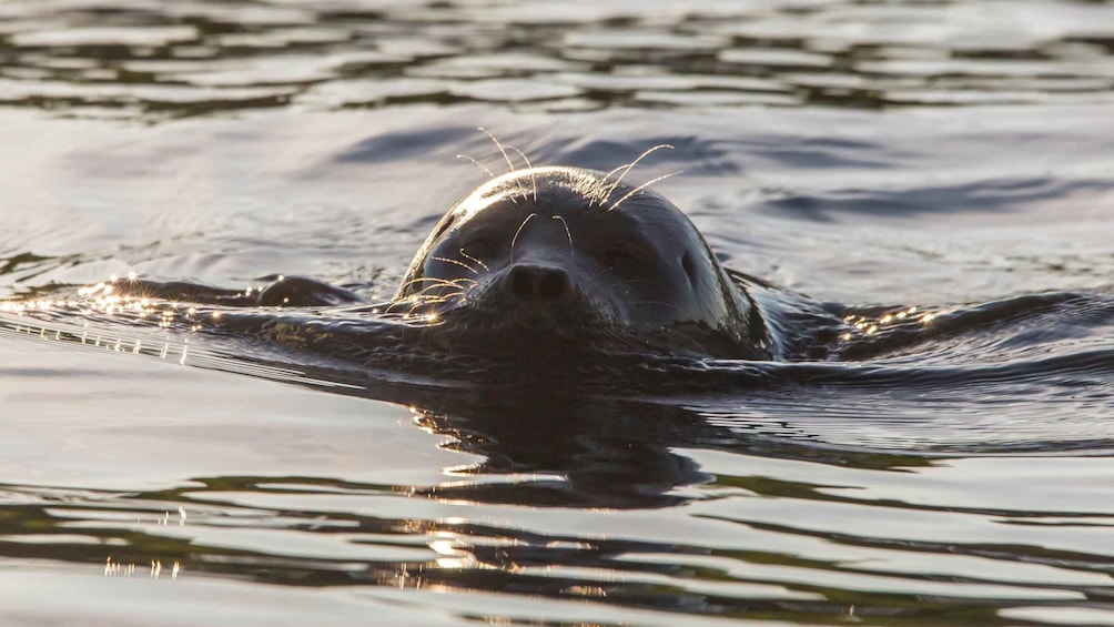 Puumala: Lake Saimaa Seal Watching Cruise