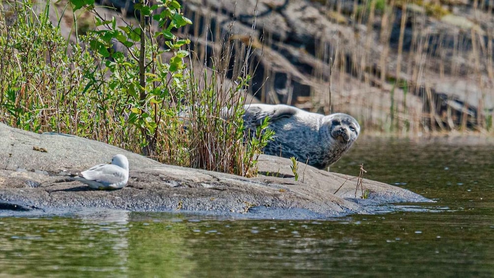 Picture 3 for Activity Puumala: Lake Saimaa Seal Watching Cruise