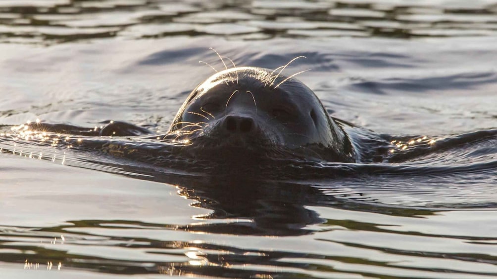 Puumala: Lake Saimaa Seal Watching Cruise