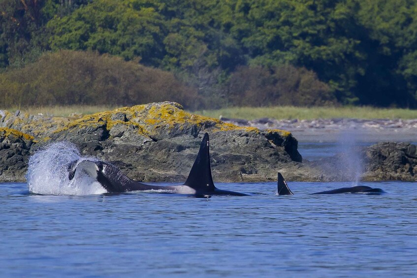 Picture 2 for Activity Private Charter - Marine Life and Whale-Watching Boat Tour