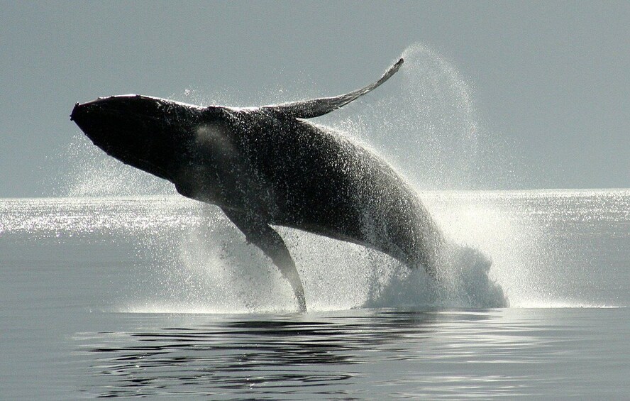 Picture 9 for Activity Private Charter - Marine Life and Whale-Watching Boat Tour