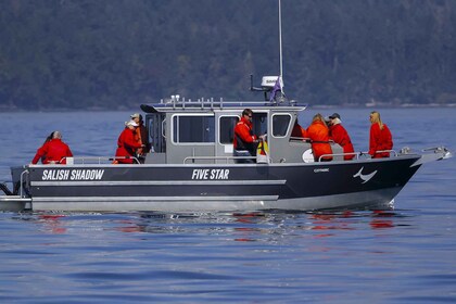 Privat charter - båttur med hvalsafari og hvalsafari i havet