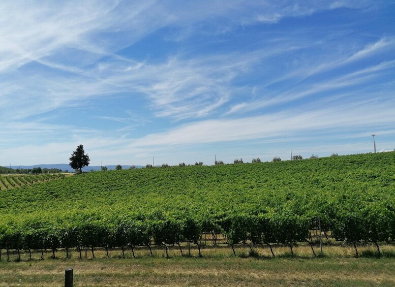 Picture 8 for Activity 3-hour Vintage FIAT 500 Chianti Classico private Wine Tour