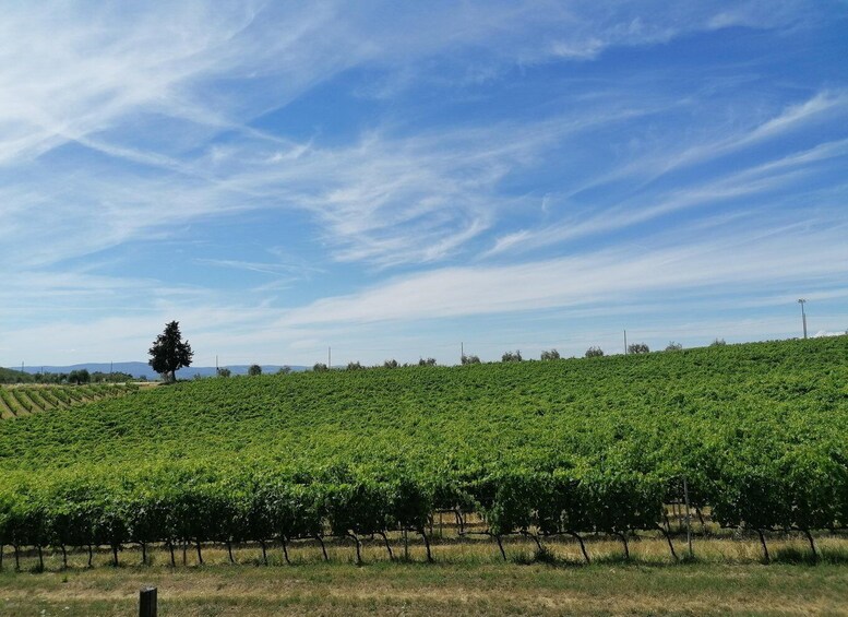 Picture 8 for Activity 3-hour Vintage FIAT 500 Chianti Classico private Wine Tour