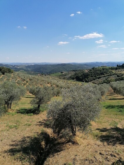 Picture 7 for Activity 3-hour Vintage FIAT 500 Chianti Classico private Wine Tour