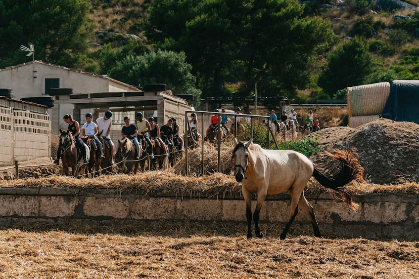 Picture 5 for Activity Mallorca: 2-Hour Mountain Horse Riding Experience