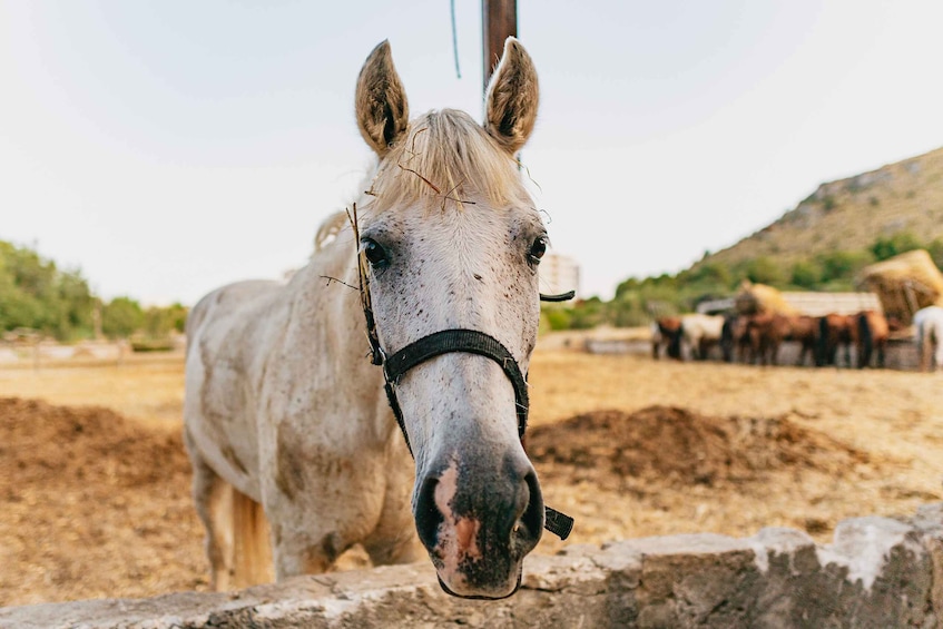 Picture 4 for Activity Mallorca: Horseback Riding Experience with Food Options