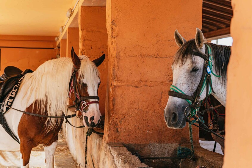 Picture 5 for Activity Mallorca: Horseback Riding Experience with Food Options