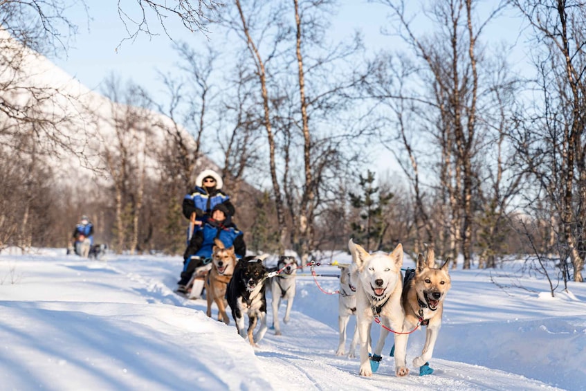 Picture 5 for Activity From Tromsø: Fun and Easy Dog Sledding Adventure