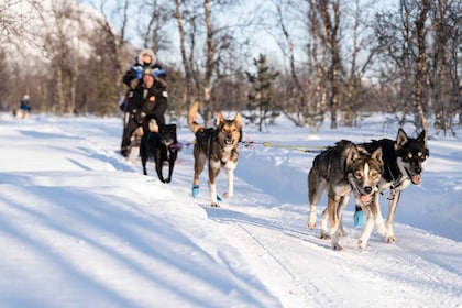 トロムソ発：楽しくて簡単な犬ぞりアドベンチャー