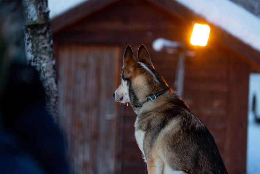 Picture 4 for Activity From Tromsø: Fun and Easy Dog Sledding Adventure
