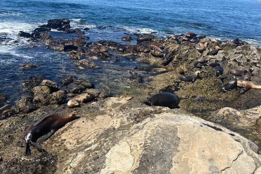 La Jolla E-Scooter Tour with Photos Included