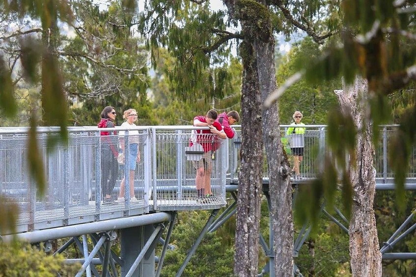 Picture 1 for Activity Hokitika: West Coast Treetop Walkway Entrance Ticket