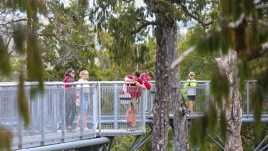Picture 1 for Activity Hokitika: West Coast Treetop Walkway Entrance Ticket