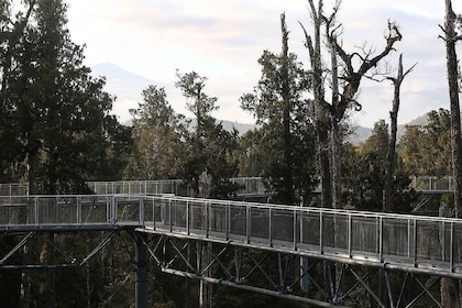 Hokitika: West Coast Treetop Walkway Entrance Ticket