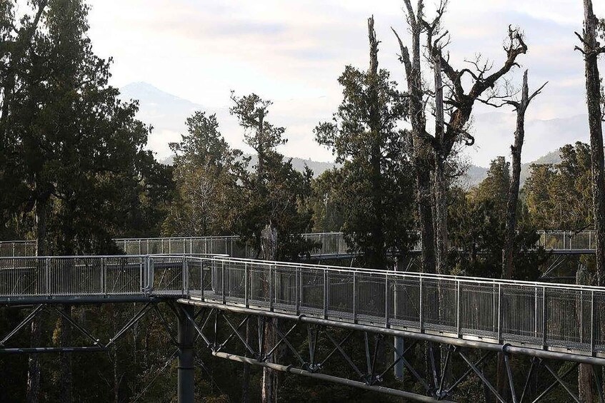 Hokitika: West Coast Treetop Walkway Entrance Ticket