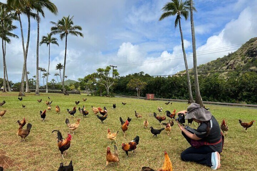 Private Kauai Eastside & Waterfalls Tour. Short & Sweet (5 hrs)