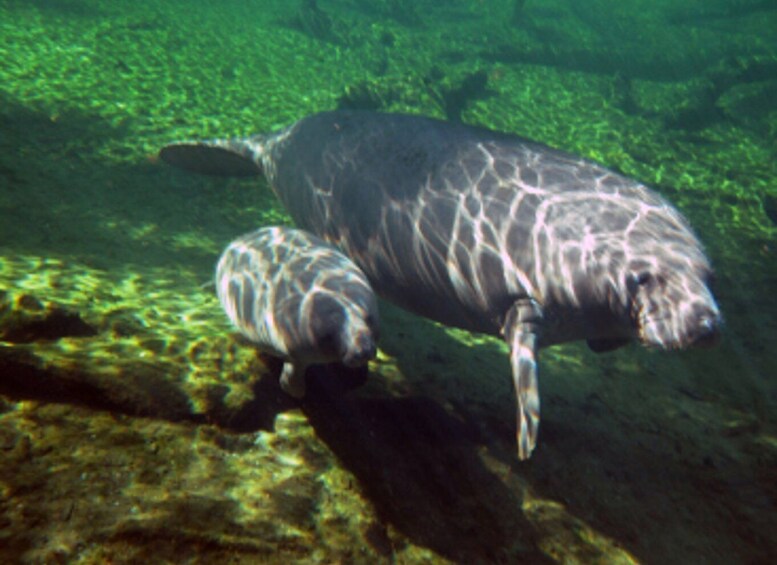 Picture 2 for Activity Orlando: Kayaking Tour with Manatee Encounter