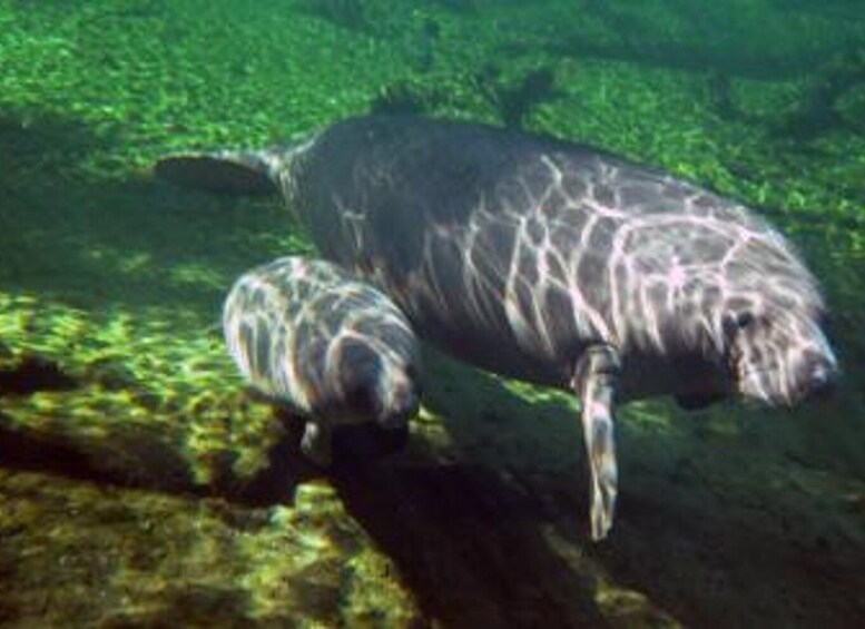 Picture 2 for Activity Orlando: Kayaking Tour with Manatee Encounter