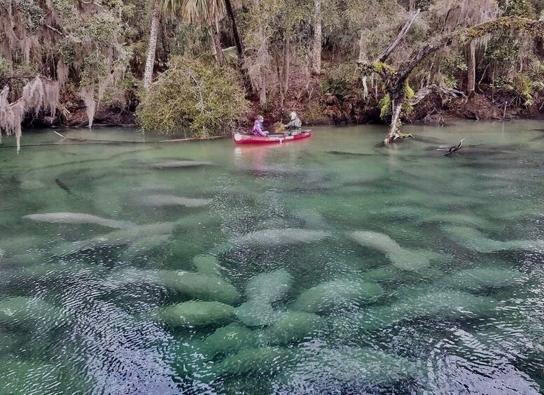 Picture 3 for Activity Orlando: Kayaking Tour with Manatee Encounter