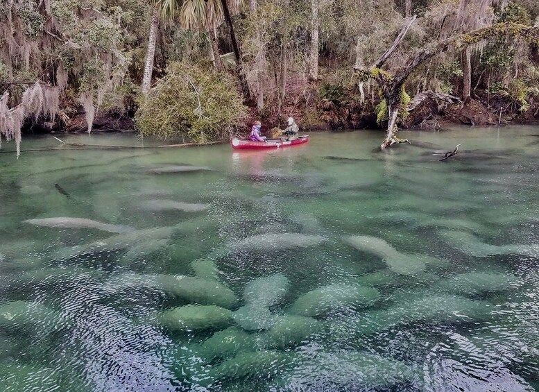 Picture 3 for Activity Orlando: Kayaking Tour with Manatee Encounter