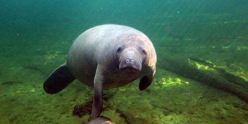 Orlando: Manatee Encounter