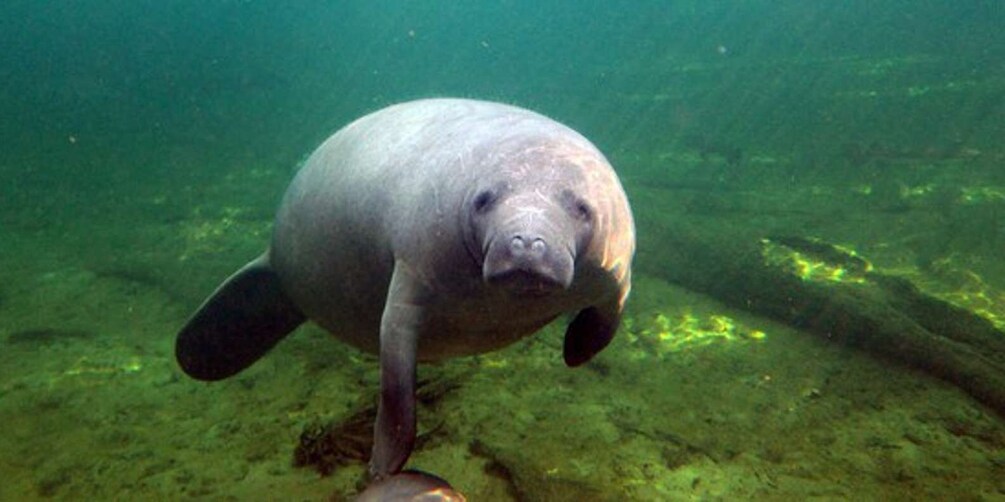 Orlando: Kayaking Tour with Manatee Encounter