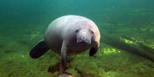 Orlando: Tur Kayak dengan Perjumpaan Manatee