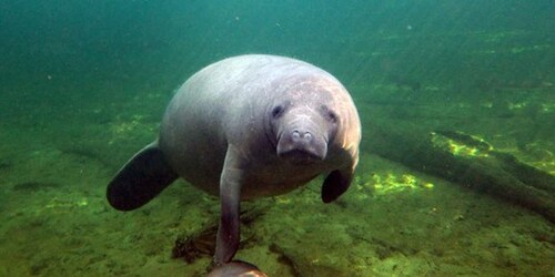 Orlando : Kayak excursion avec Manatee Encounter