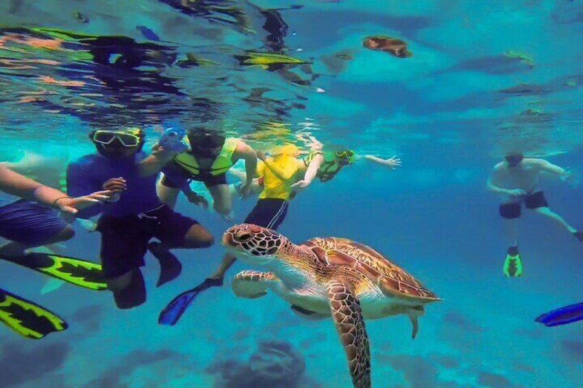 Swim with turtles at turtle bay curacao