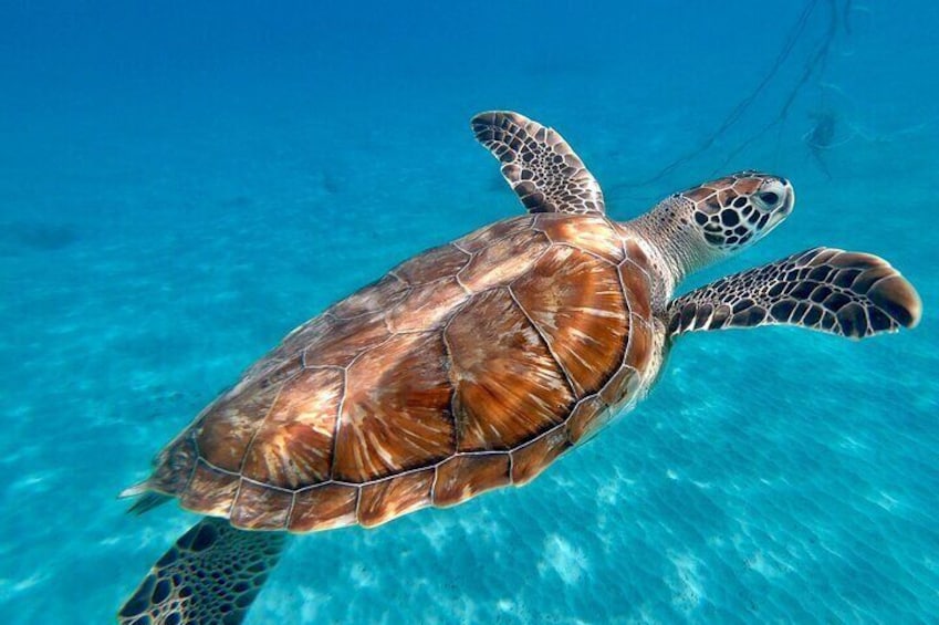Swim with turtles in curacao 