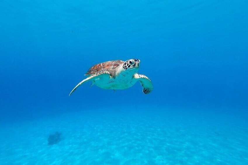 Swim with Turtles at Turtle Bay, Curacao: Boat, Blue Room Cave