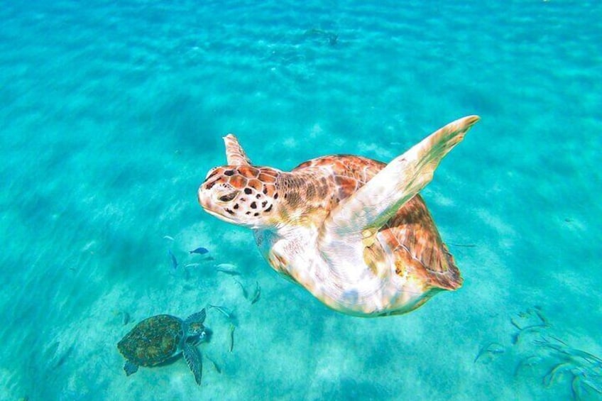 Swim with turtles curacao