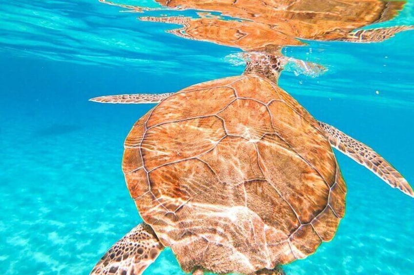 Beautiful turtle at turtle bay curacao