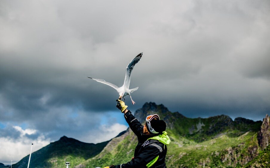 Picture 3 for Activity From Svolvaer: Sea Eagle Safari to Trollfjord