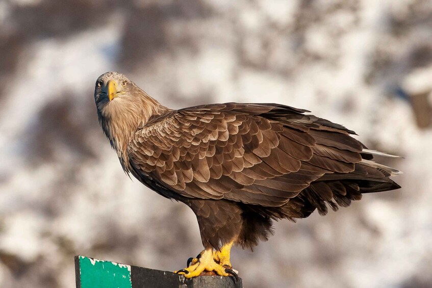 Picture 5 for Activity From Svolvaer: Sea Eagle Safari to Trollfjord