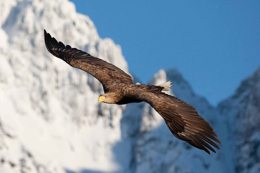 Picture 4 for Activity From Svolvaer: Sea Eagle Safari to Trollfjord
