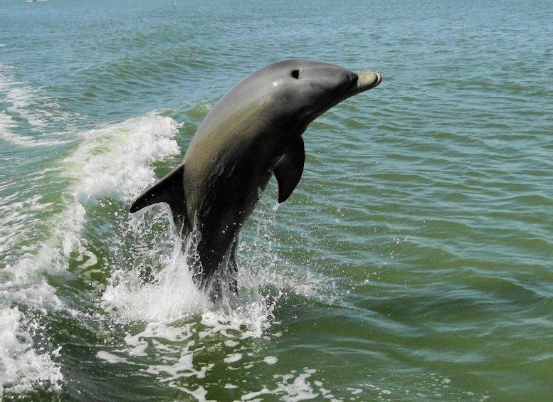 Everglades National Park: 2 hour Dolphin & Birding Boat Tour