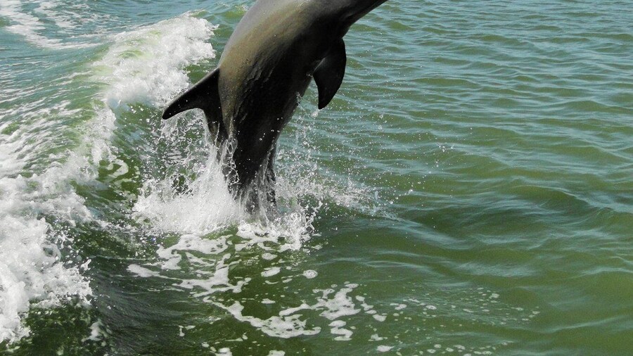 Everglades National Park: 2 hour Dolphin & Birding Boat Tour