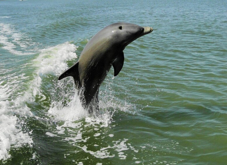 Everglades National Park: 2 hour Dolphin & Birding Boat Tour