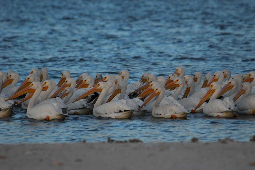 Picture 1 for Activity Everglades National Park: 2 hour Dolphin & Birding Boat Tour